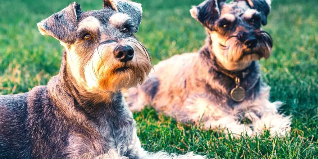 Are Schnauzers Aggressive, Schnauzer Temperament, Schnauzer Expert, www.schnauzerexpert.com