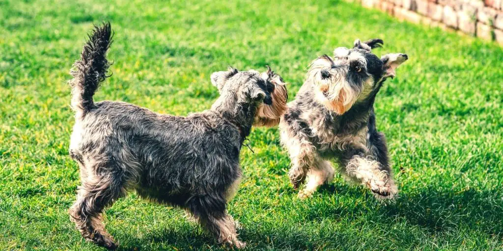 Are Schnauzers Aggressive, Schnauzer Temperament, Schnauzer Expert, www.schnauzerexpert.com