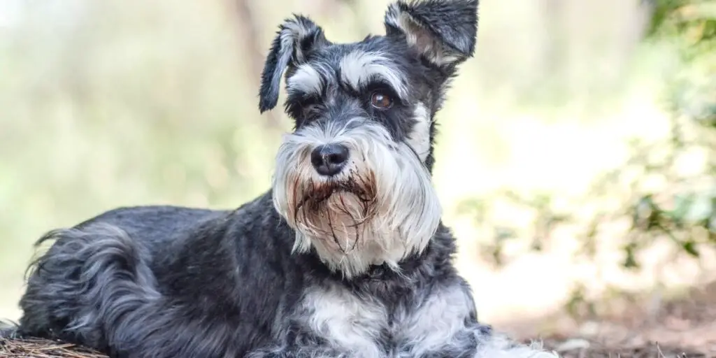 Are Schnauzers Good With Kids