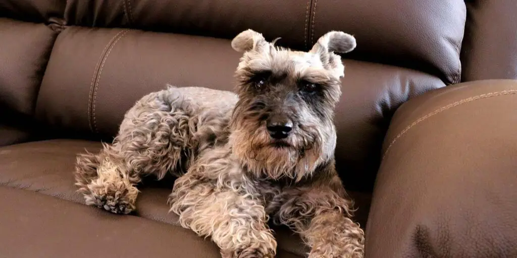 are schnauzers easy to house train