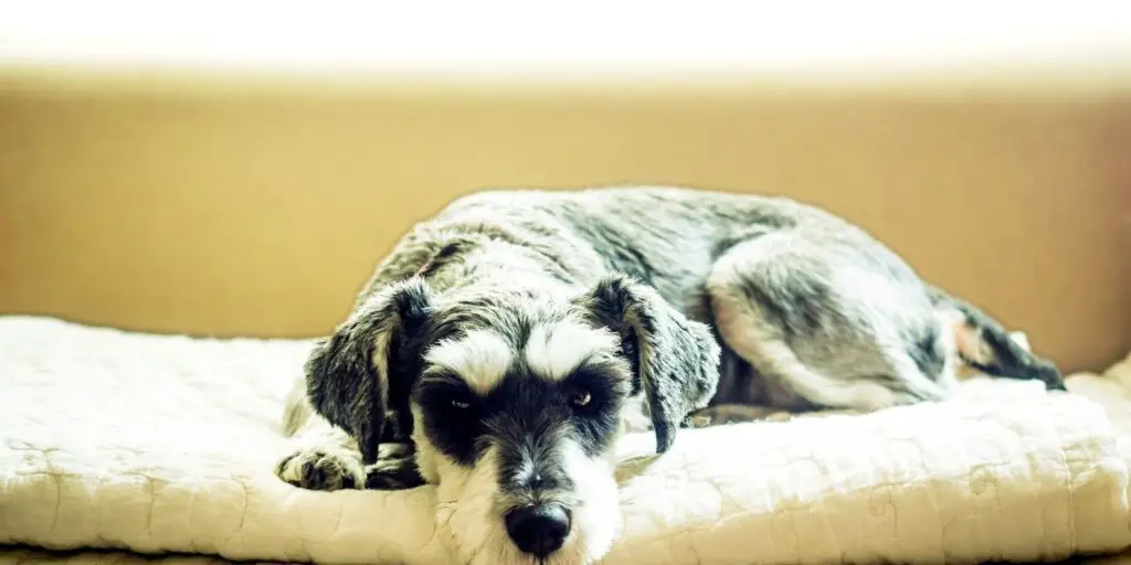 Can Schnauzers Be Left Alone, Schnauzer Expert, www.schnauzerexpert.com