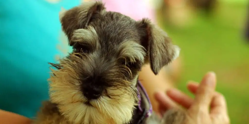 are standard schnauzers as cuddly as miniature schnauzer