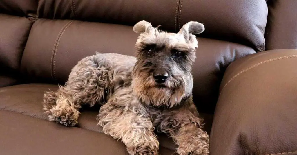 Can Schnauzers Be Left Alone?