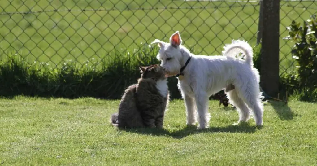 are schnauzers good with cats