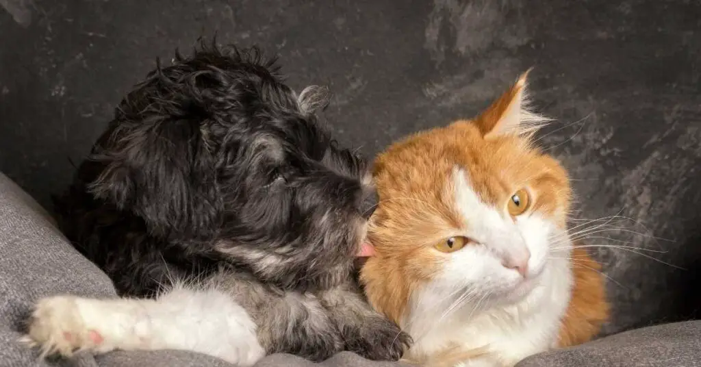 Are Schnauzers Good With Cats