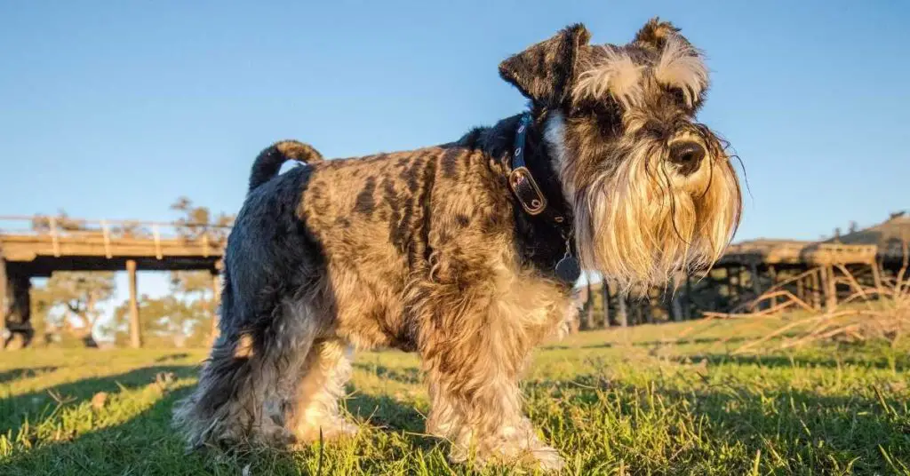 Are Schnauzers Good Dogs
