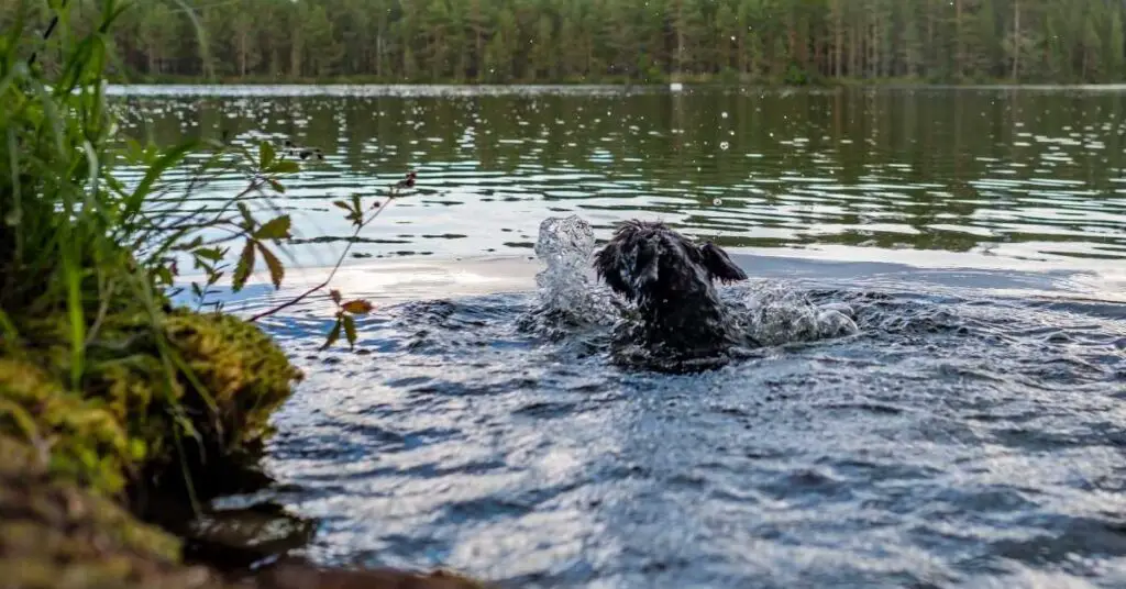 can schnauzers swim