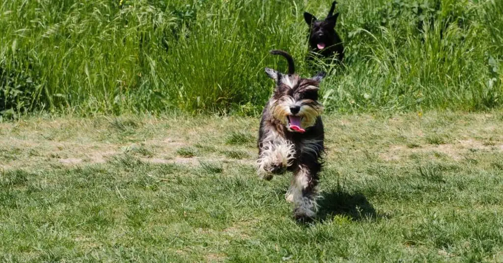 are miniature schnauzers cuddly