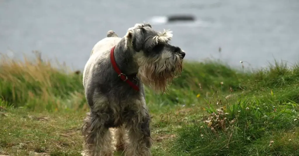 how long do schnauzers live