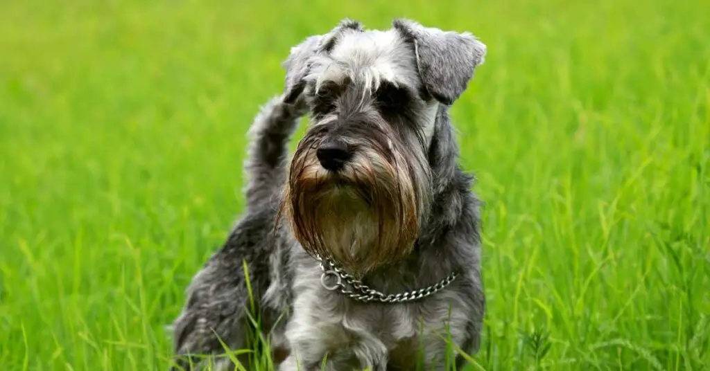 Are Schnauzers Hunting Dogs