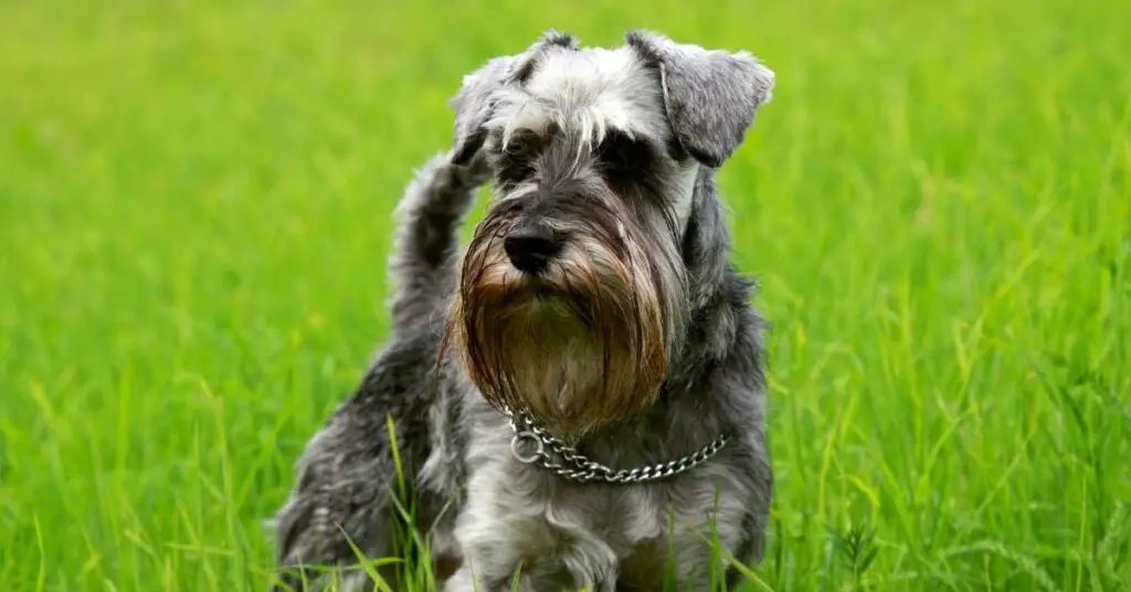 are carrots good for a standard schnauzer