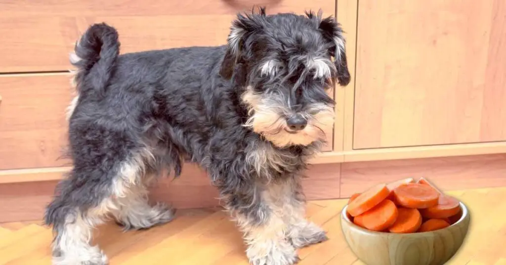 what weight should a miniature schnauzer be