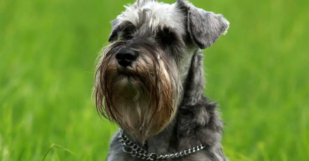 do miniature schnauzers smell