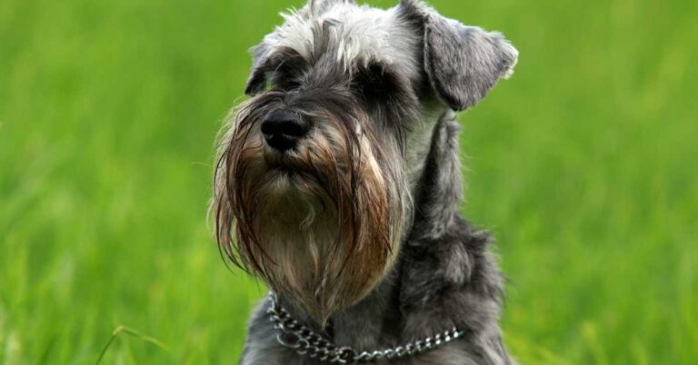 How Long Do Schnauzers Live? Schnauzer Life Expectancy (The Best Answer ...