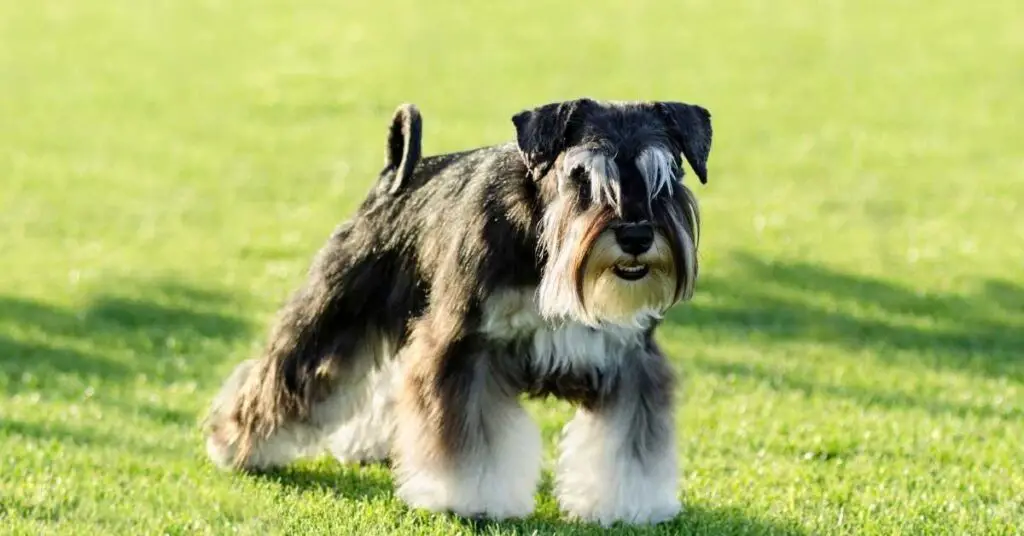 at what age can you breed a miniature schnauzer