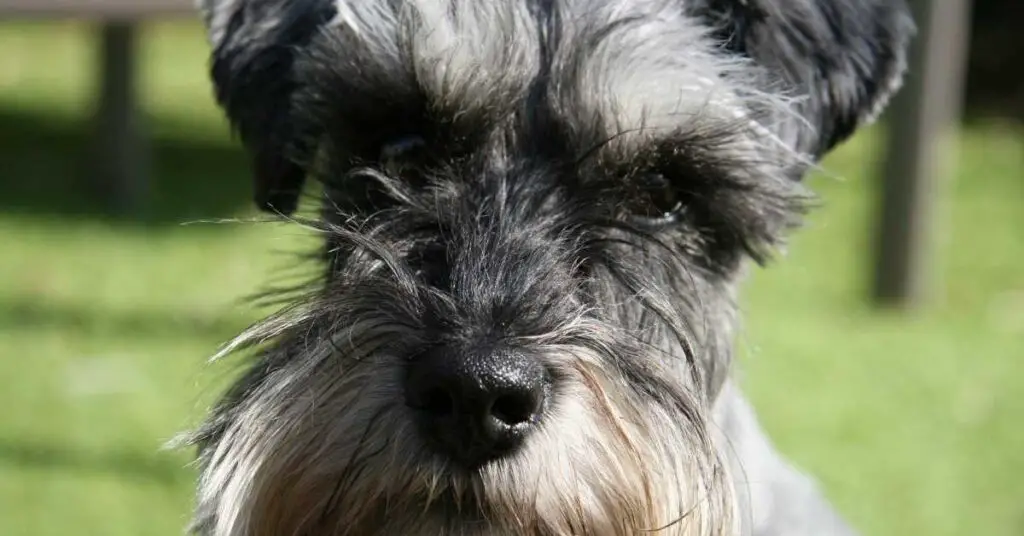 are carrots good for a miniature schnauzer