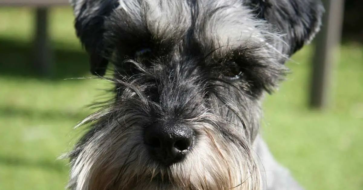 How Long Do Schnauzers Live? Schnauzer Life Expectancy (The Best Answer