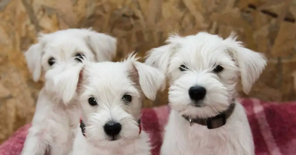 How Many Puppies Can a Miniature Schnauzer Have? (Answered)