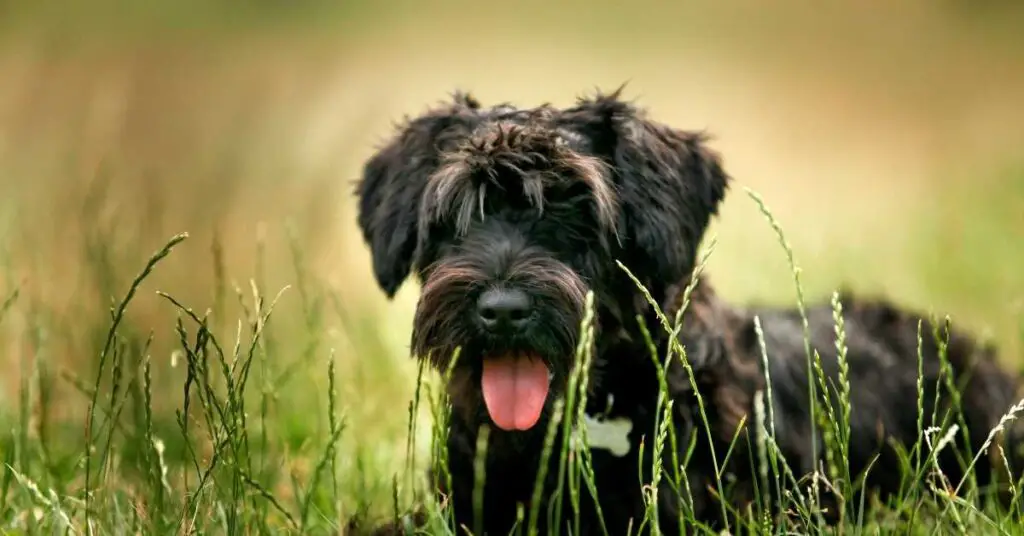 how can i tell if my schnauzer is pregnant