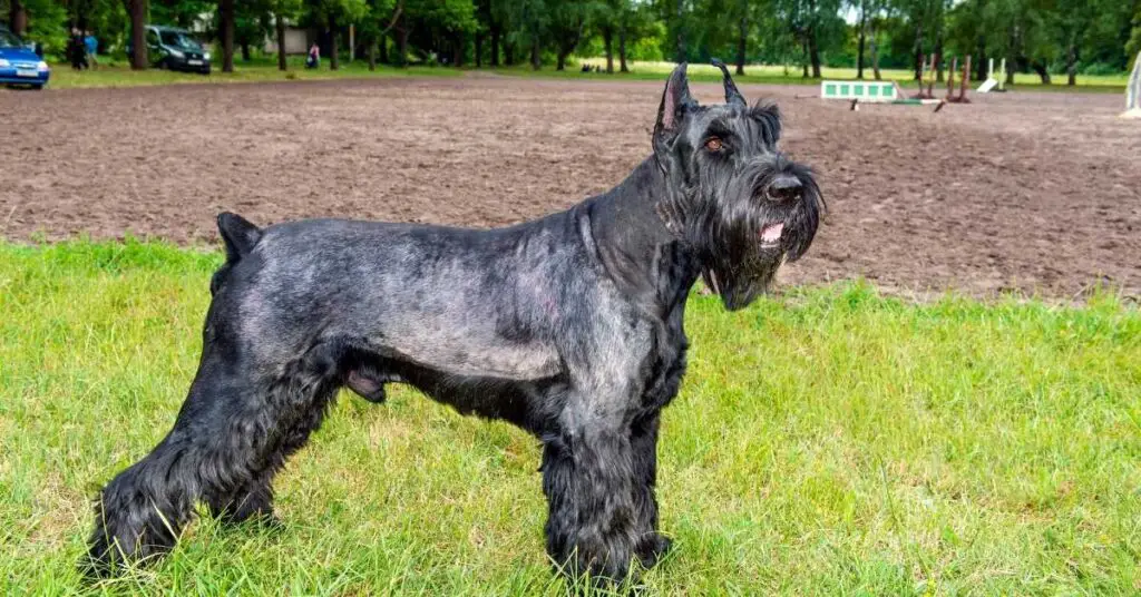 are standard schnauzers as cuddly as miniature schnauzer