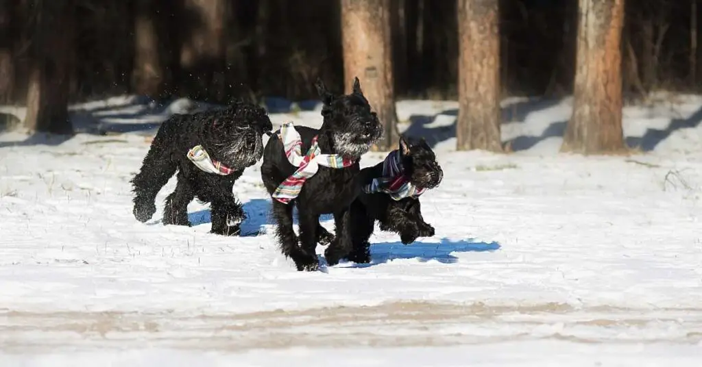 when do schnauzers stop growing