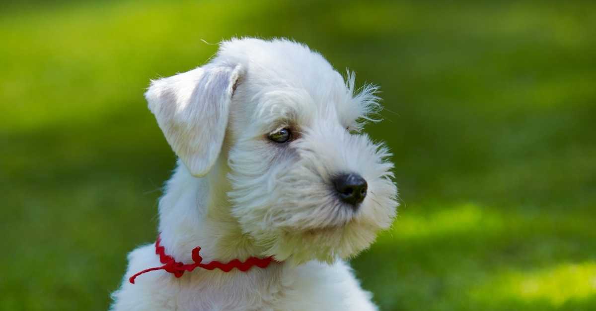 When Do Schnauzers Stop Growing? Age & Growth Chart Schnauzer Expert