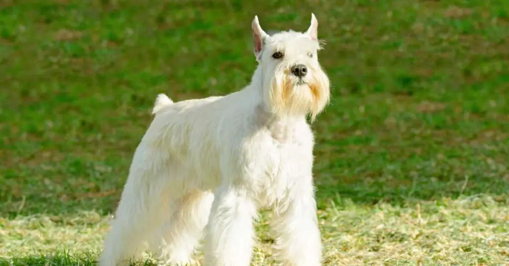 are schnauzers born with tails