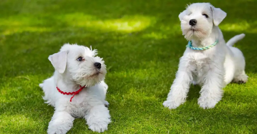 are schnauzers born with short tails