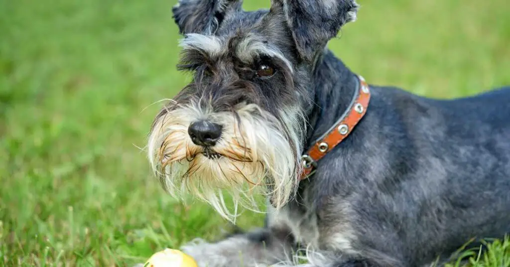 is tramp a schnauzer