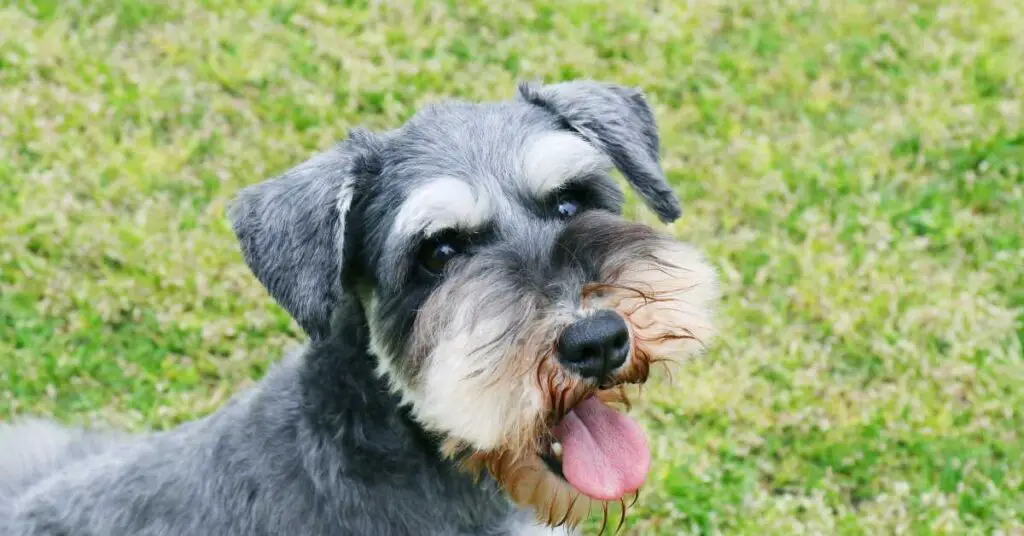 can schnauzers eat bananas