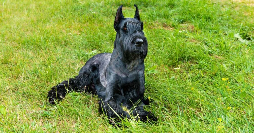 are giant schnauzers a good first dog