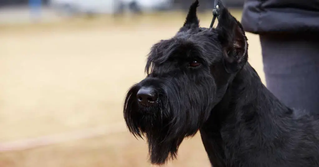 are giant schnauzers good for first time owners