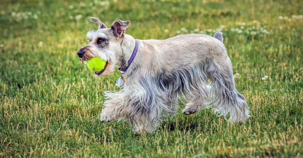 are miniature schnauzers good apartment dogs