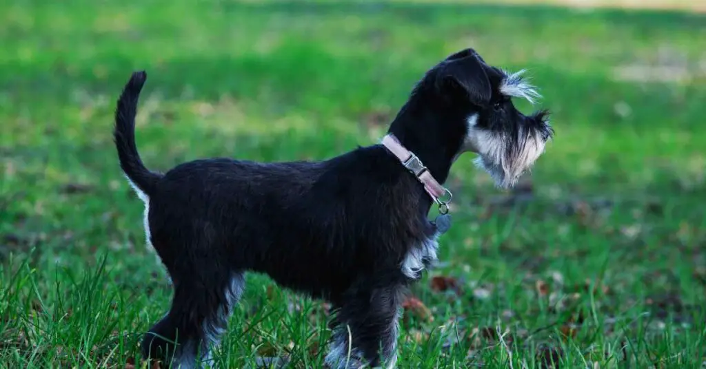 can mini schnauzers be outside dogs