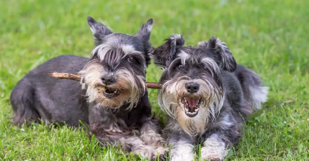 can mini schnauzers be outside dogs