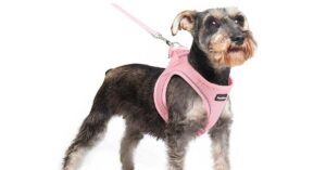 Best Harness for Miniature Schnauzer