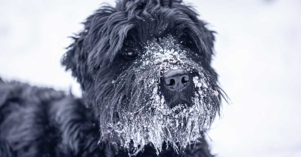 Are Giant Schnauzers Good In The Snow