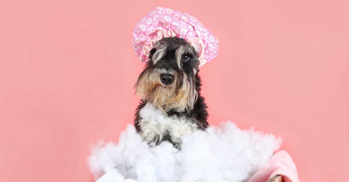 Best Shampoo for Miniature Schnauzer Top Picks for a Clean and Healthy