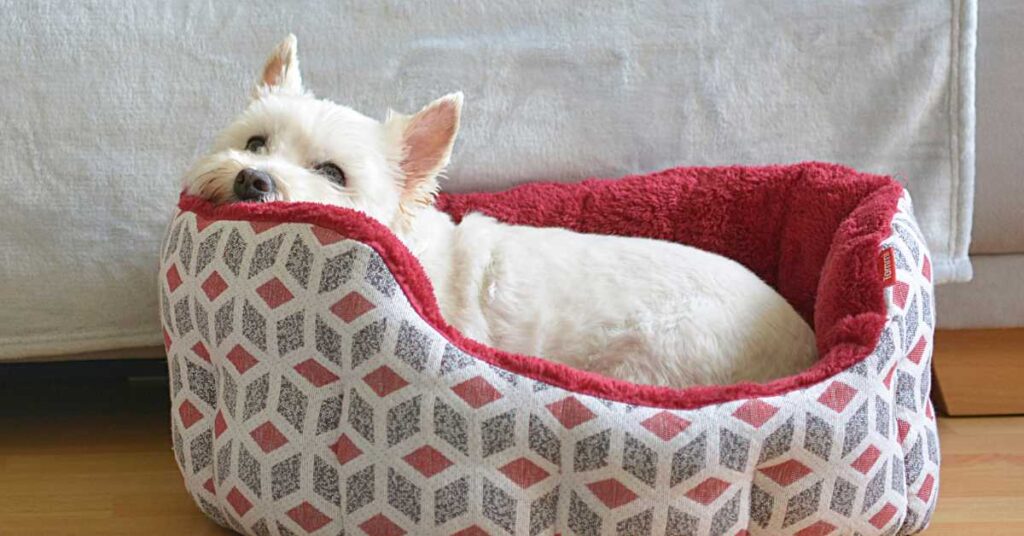 Best Dog Beds for Miniature Schnauzers