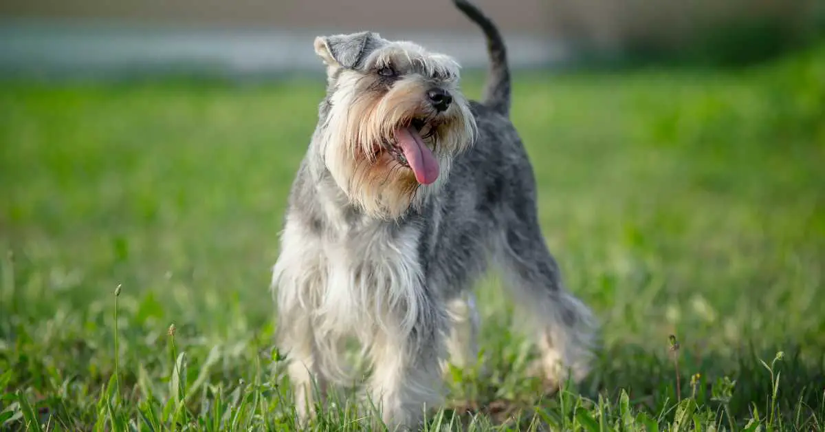 Best Shampoo for Schnauzer Bumps: Top Picks For Your Pups Relief ...