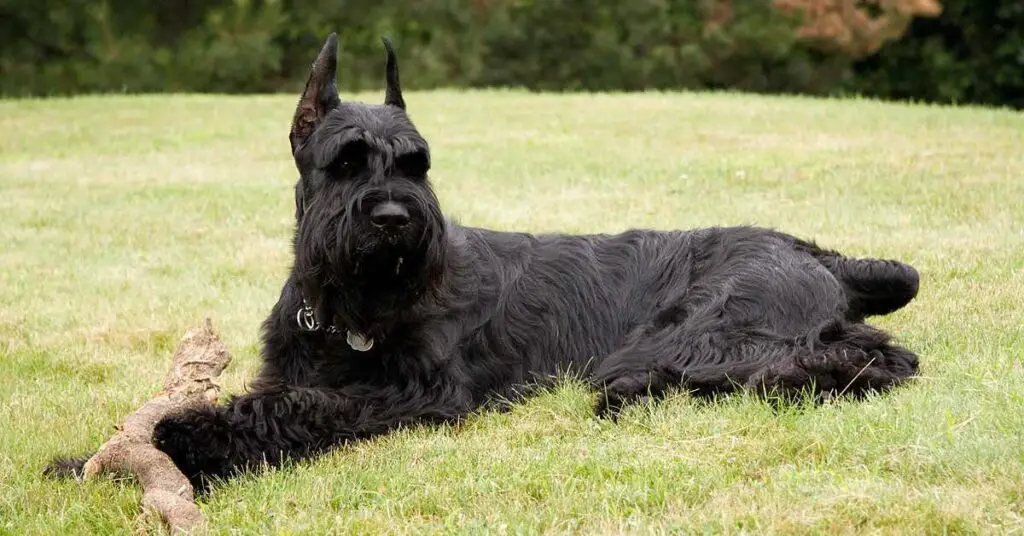 Do Giant Schnauzers Get Along With Cats?